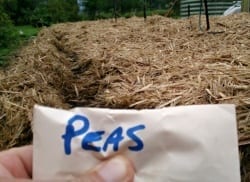 sowing peas in garden bed