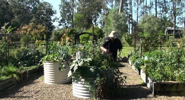 stand up gardening vegetables raised garden beds