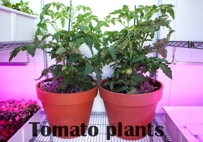 Tomato plants in grow room