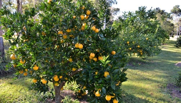 Valencia orange tree in fruit about 4 years old