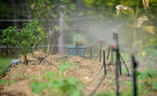 watering sprayers in vegetable patch