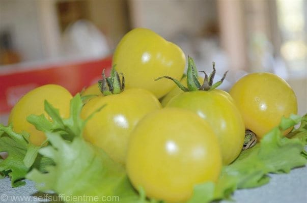 Yellow cherry tomatoes on lettuce leaf