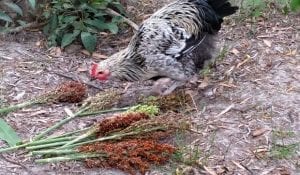chicken eating sorghum seed head plant 620