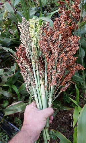sorghum heads of seed ripe and green