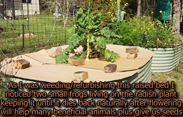 Take a Closer Look at Your Food Garden for Beneficial Animals - Self  Sufficient Me