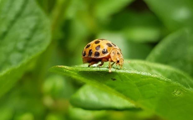 26 Plants that Attract Ladybugs