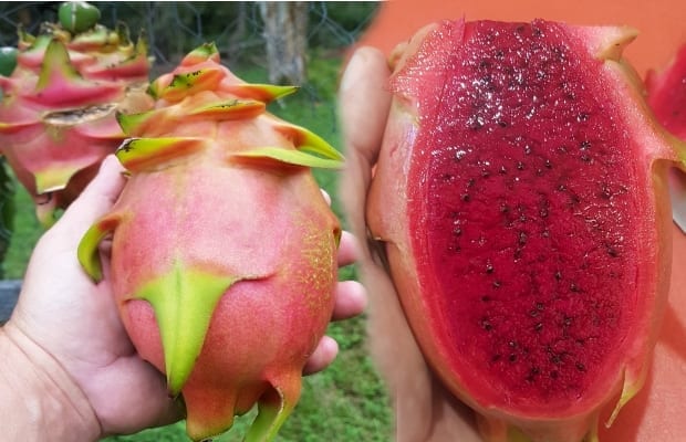 red flesh dragon fruit