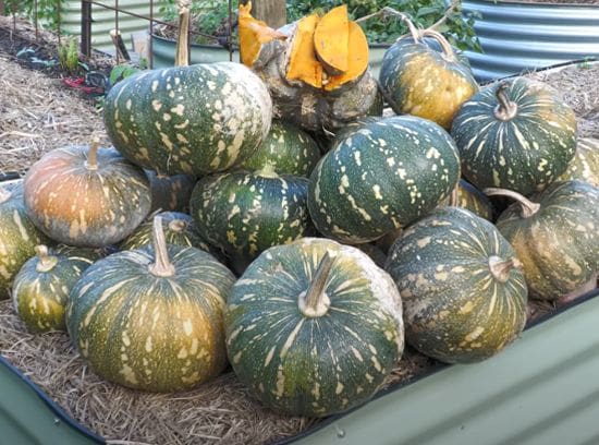 How to pick a pumpkin that won't rot right away