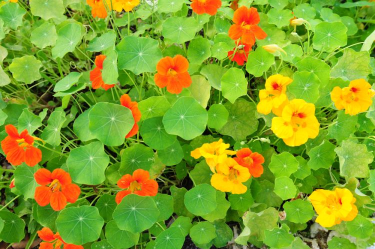 12 Edible Flowers to Grow at Home - PureWow