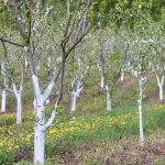 Do This to Protect Your Fruit Trees