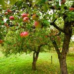The Easiest 5 Fruit Trees to Grow
