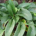 Why You Need to Grow Comfrey