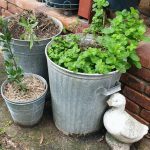 9 Things You Can Upcycle for the Garden