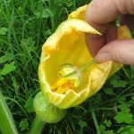 How to Hand Pollinate Vegetables