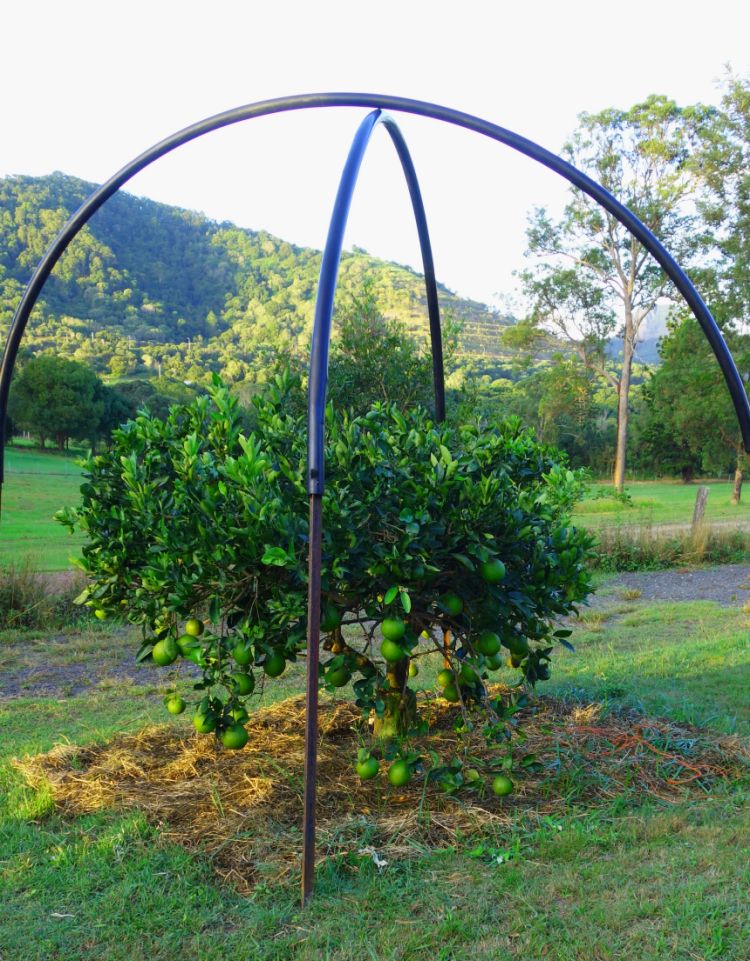 How to Maintain a Fruit Tree - Self Sufficient Me