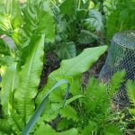 Grow These 5 Perennial Greens to Beat $Price Rises