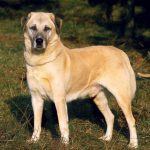 4 Best Livestock Guardian Dogs for Chickens