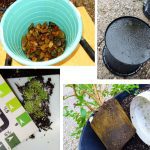 How to Repot & Ant-Proof a Blueberry Plant